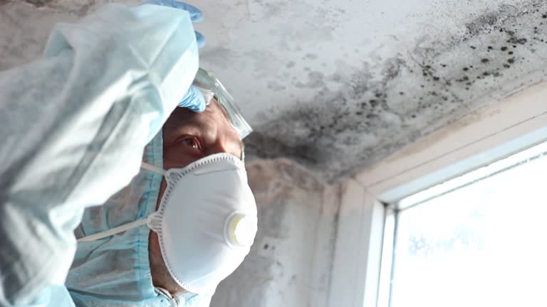 Professional Mold Removal in Alburtis, PA